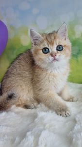 Кошенята Британські золоті