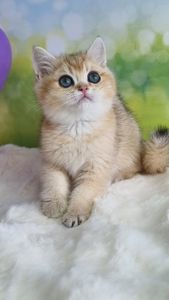 Кошенята Британські золоті