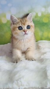 Кошенята Британські золоті