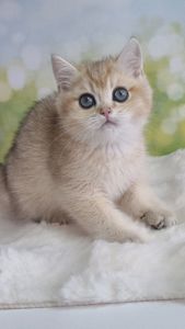 Кошенята Британські золоті