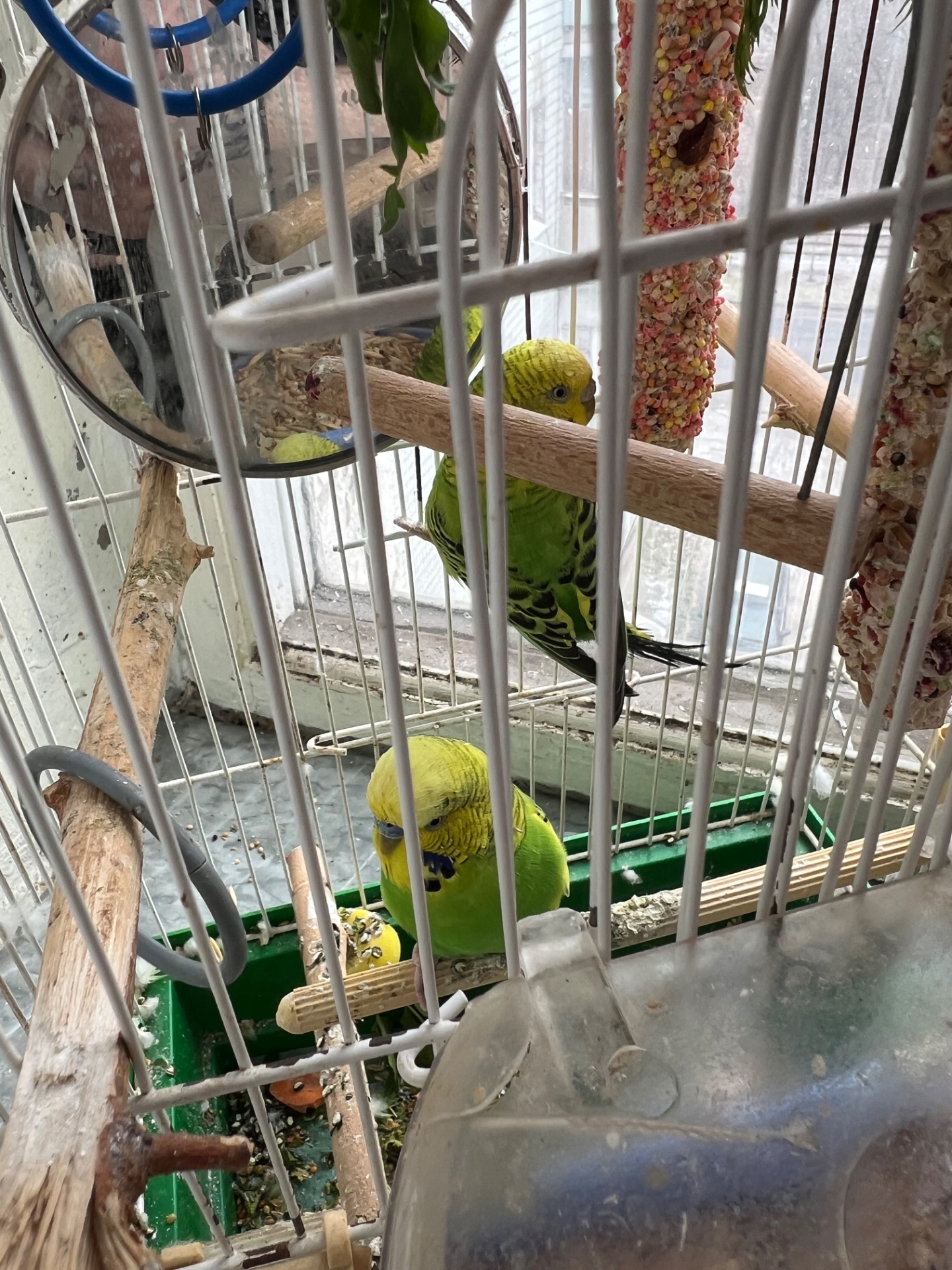 продам 2 волнистых попугаев