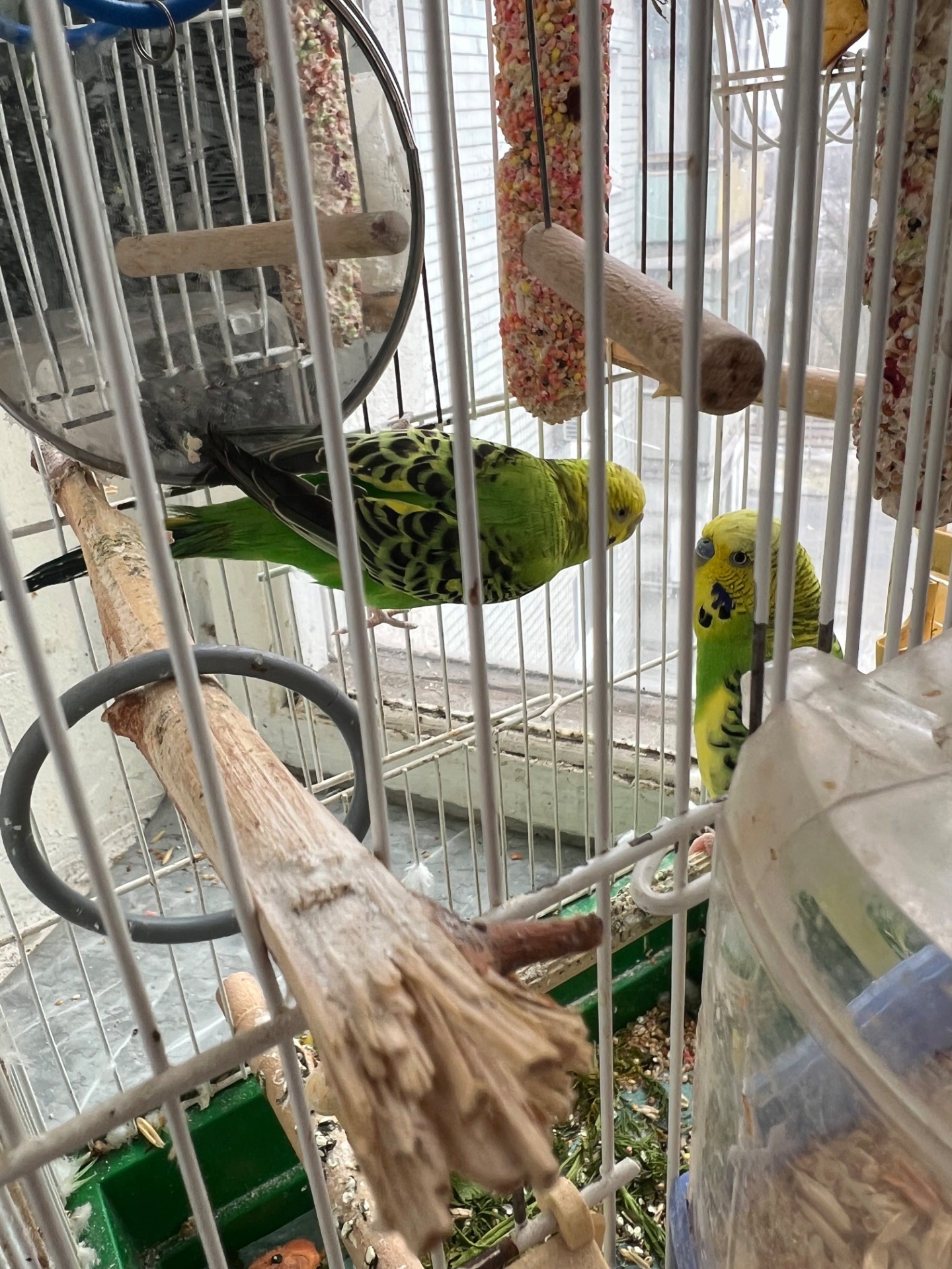 продам 2 волнистых попугаев