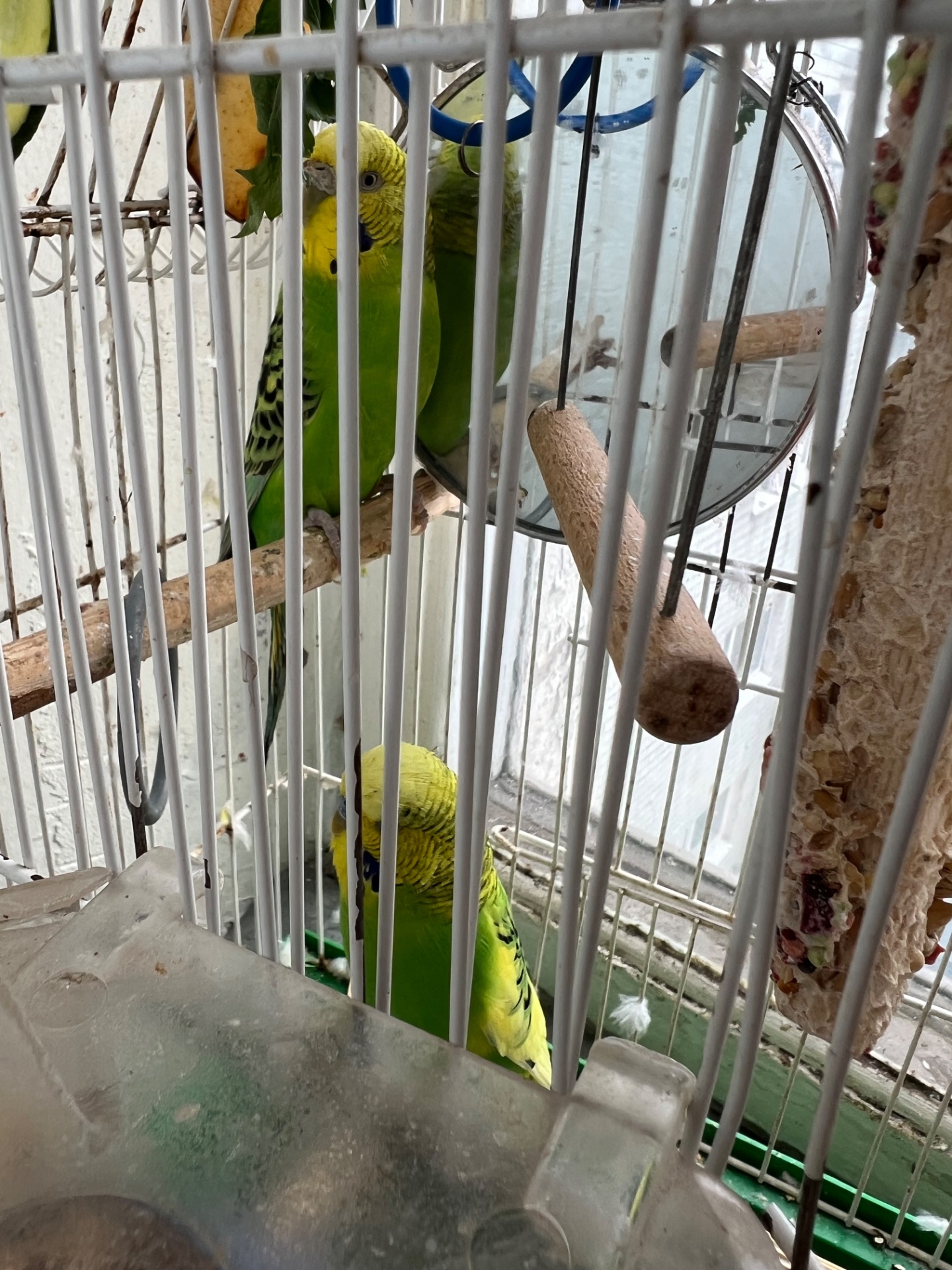 продам 2 волнистых попугаев