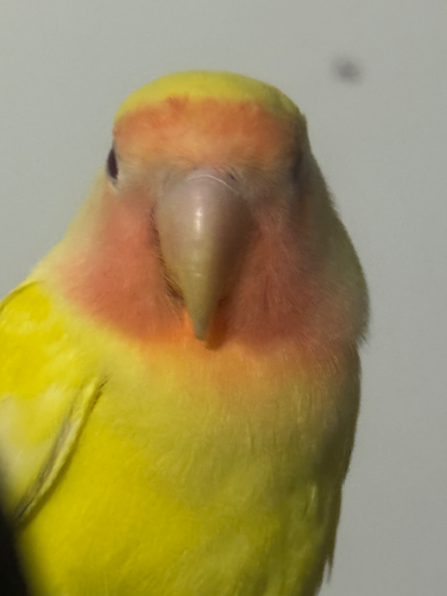 Отдам попугая неразлучник