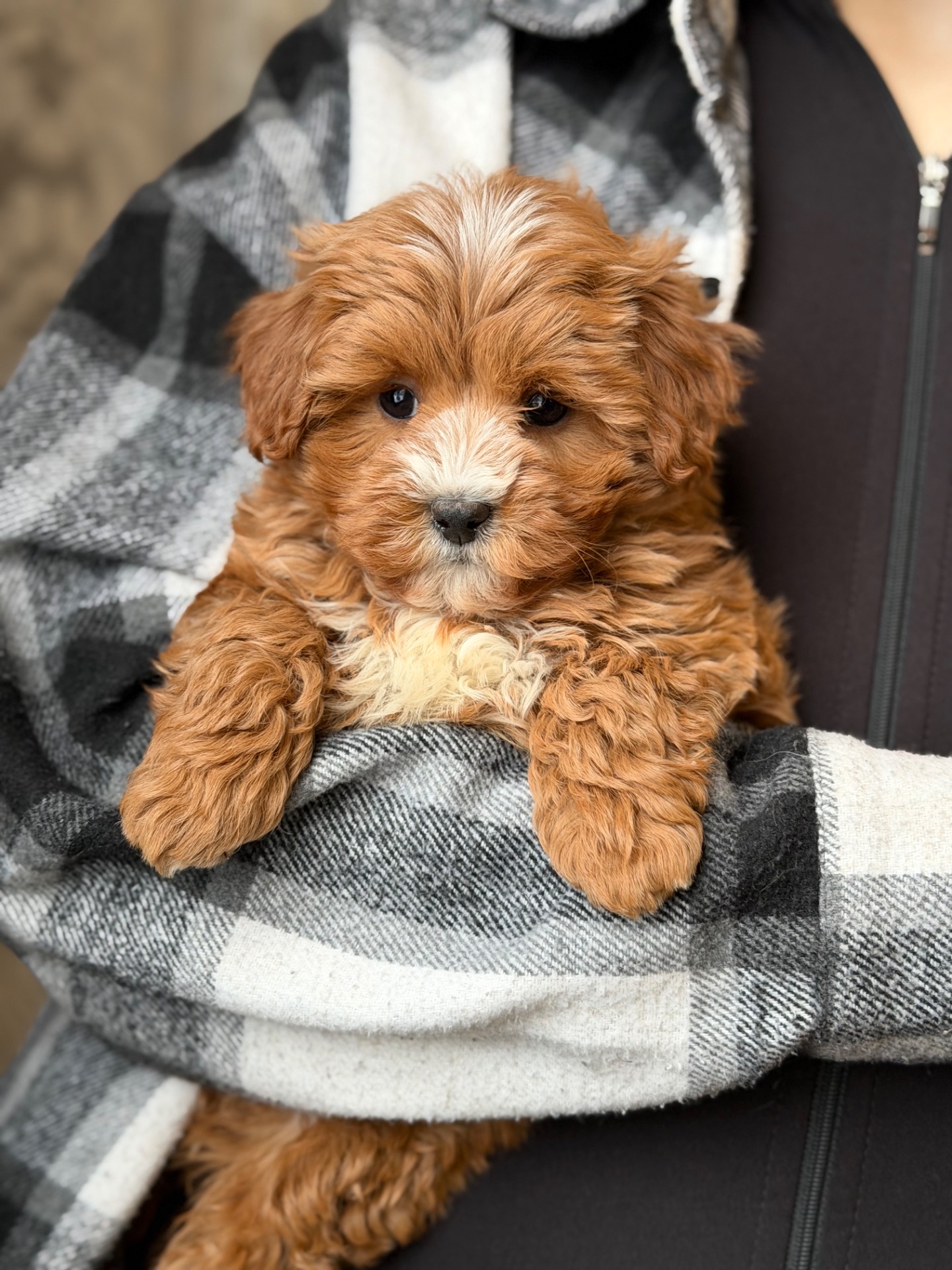 Эксклюзивная девочка мальтипу mini F1 — ред браун, baby face