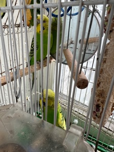 продам 2 волнистых попугаев