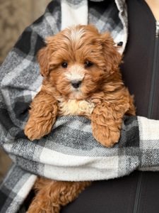 Эксклюзивная девочка мальтипу mini F1 — ред браун, baby face