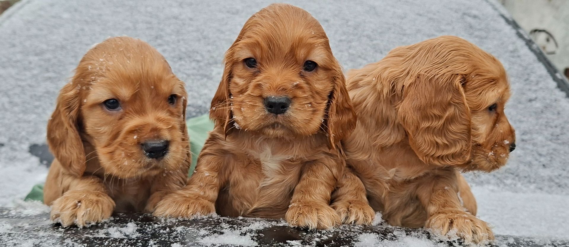 Дітки англійського кокер спаніеля