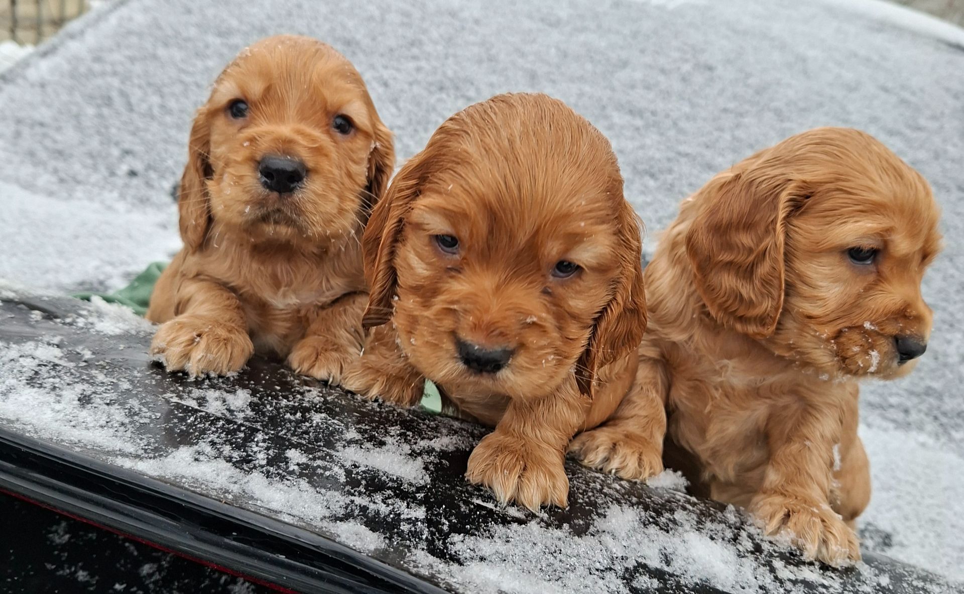 Дітки англійського кокер спаніеля