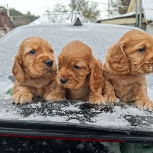 Дітки англійського кокер спаніеля