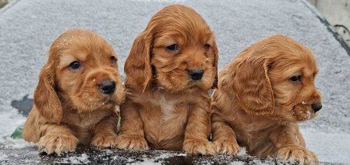 Дітки англійського кокер спаніеля