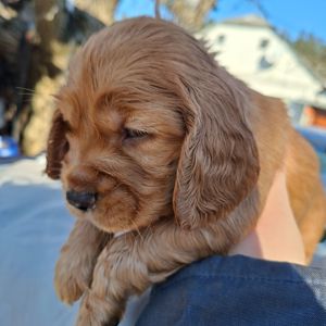 Дітки англійського кокер спаніеля