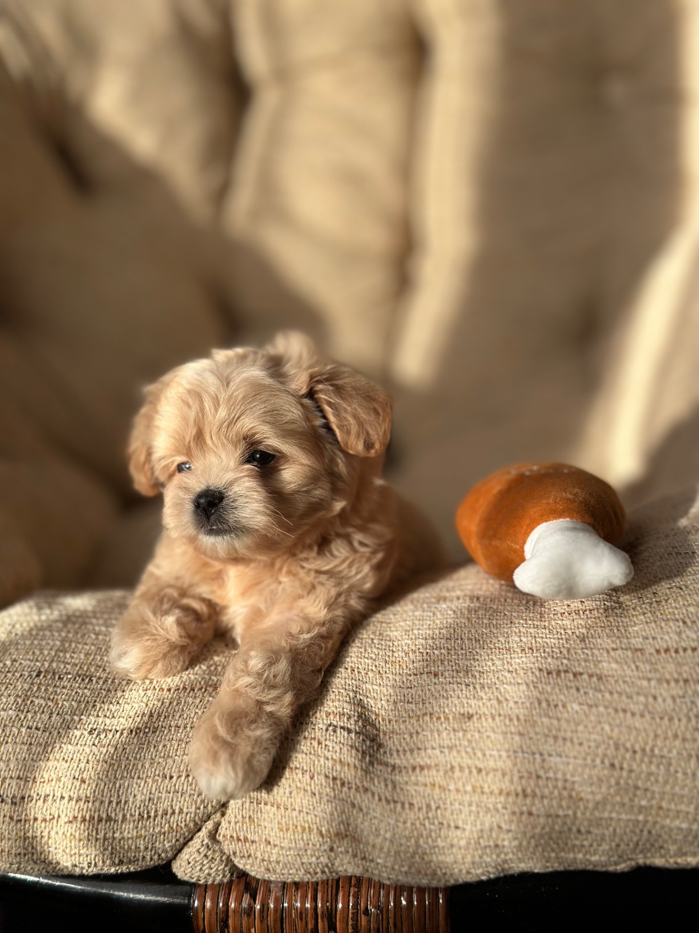 Мальтипу ф1 мини беби фейс 2 месяца Кремового окраса (слоновая кость)