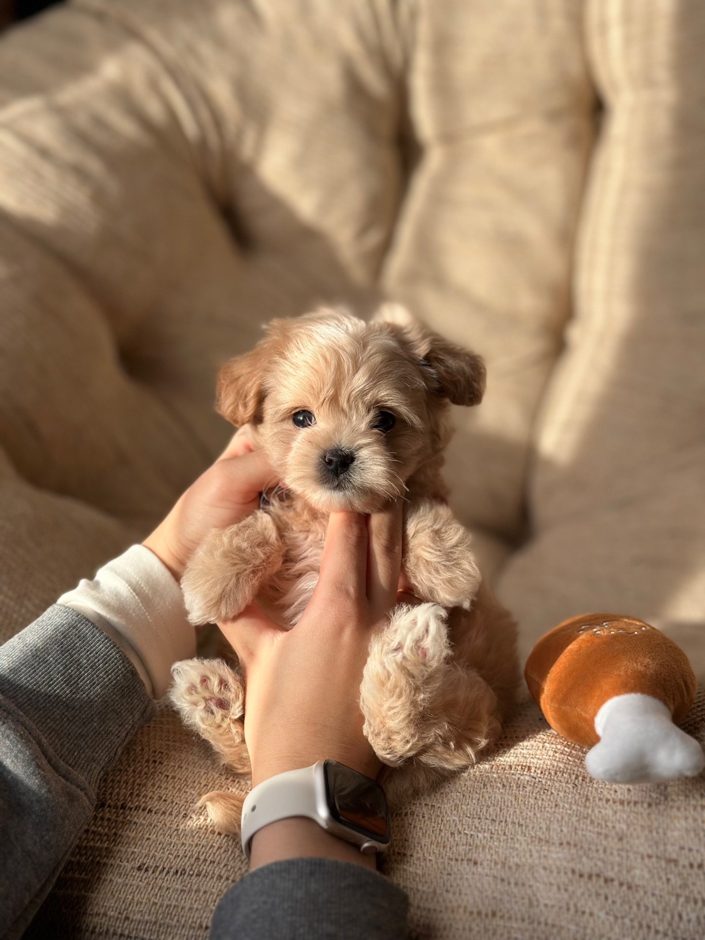 Мальтипу ф1 мини беби фейс 2 месяца Кремового окраса (слоновая кость)