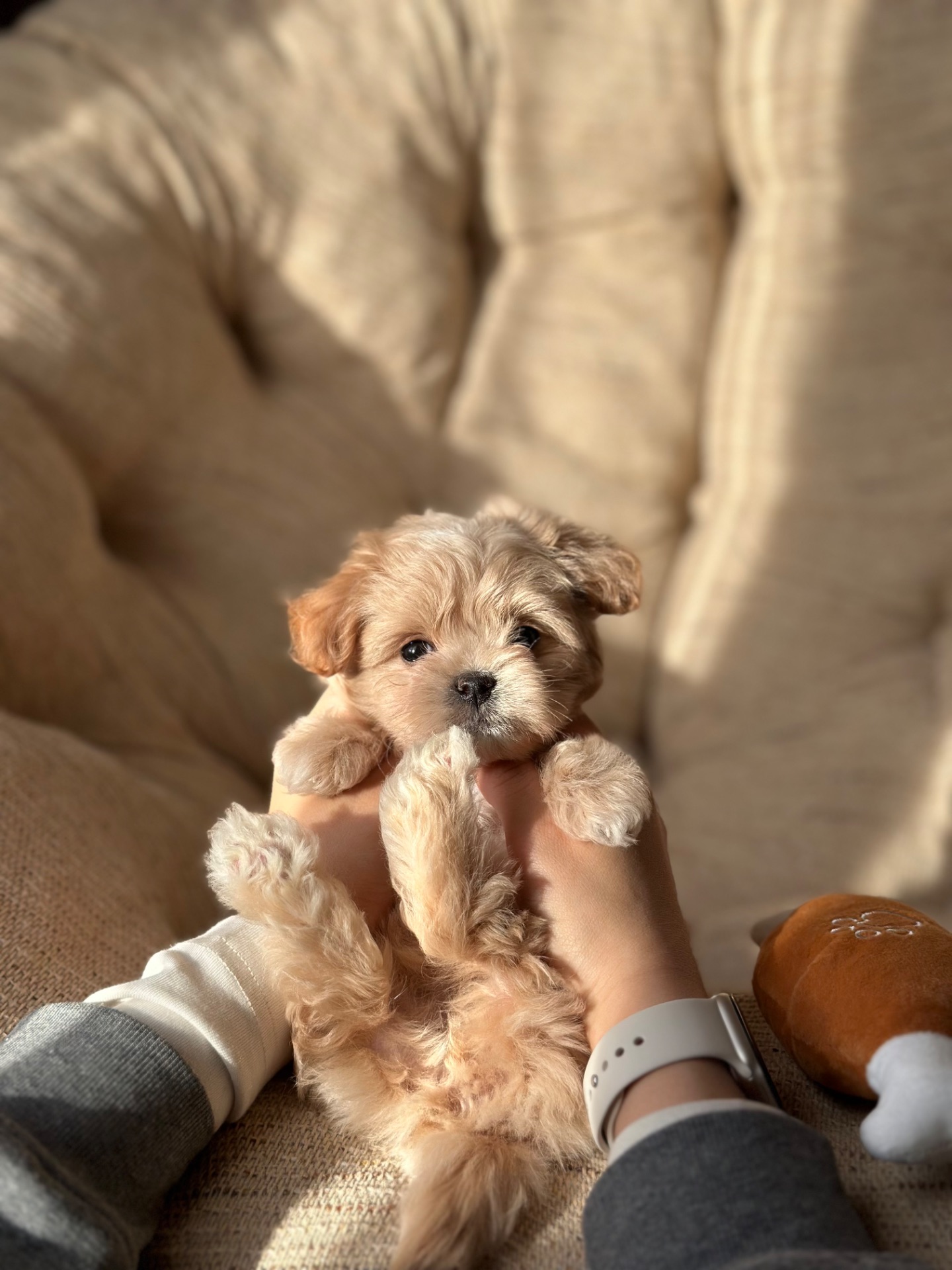 Мальтипу ф1 мини беби фейс 2 месяца Кремового окраса (слоновая кость)