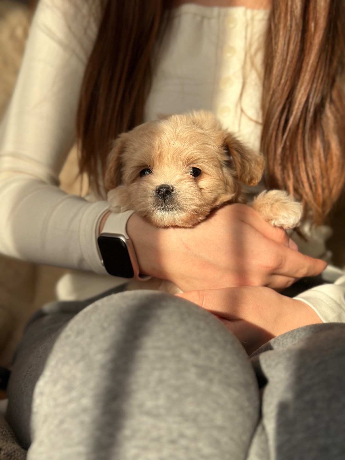 Мальтипу ф1 мини беби фейс 2 месяца Кремового окраса (слоновая кость)