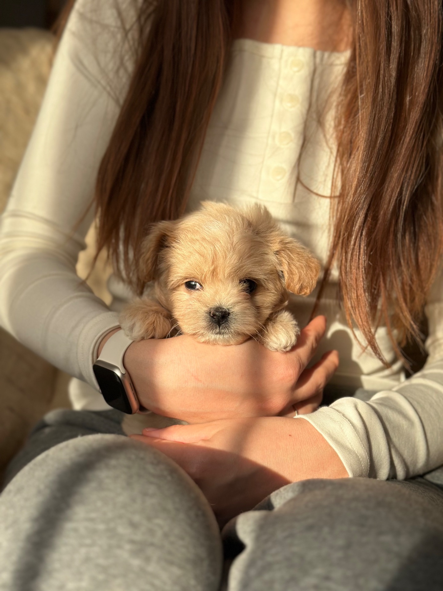 Мальтипу ф1 мини беби фейс 2 месяца Кремового окраса (слоновая кость)