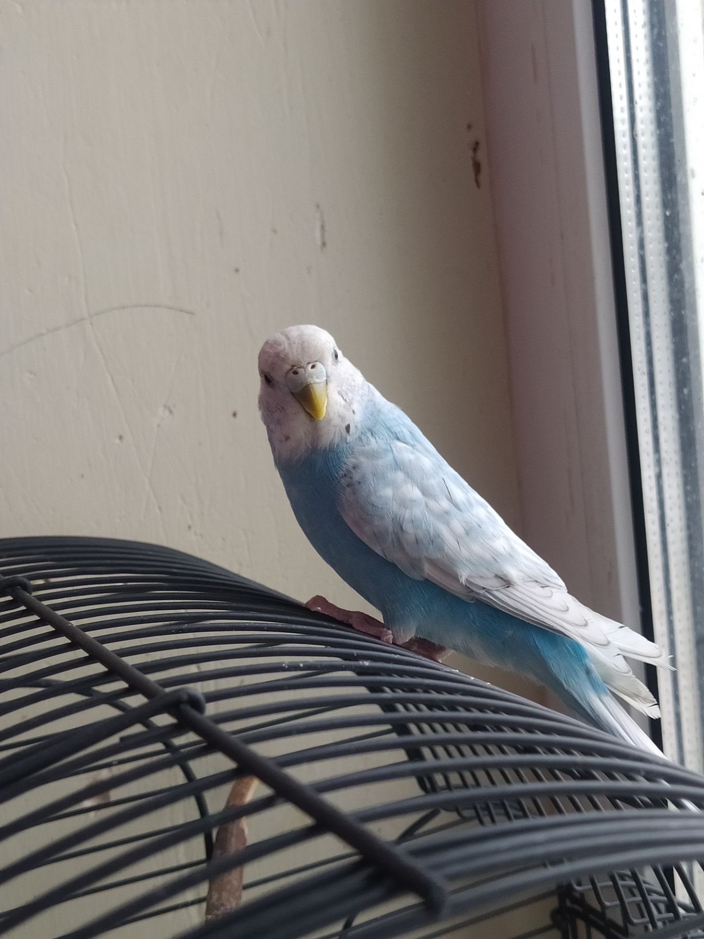 Хвиляста папуга