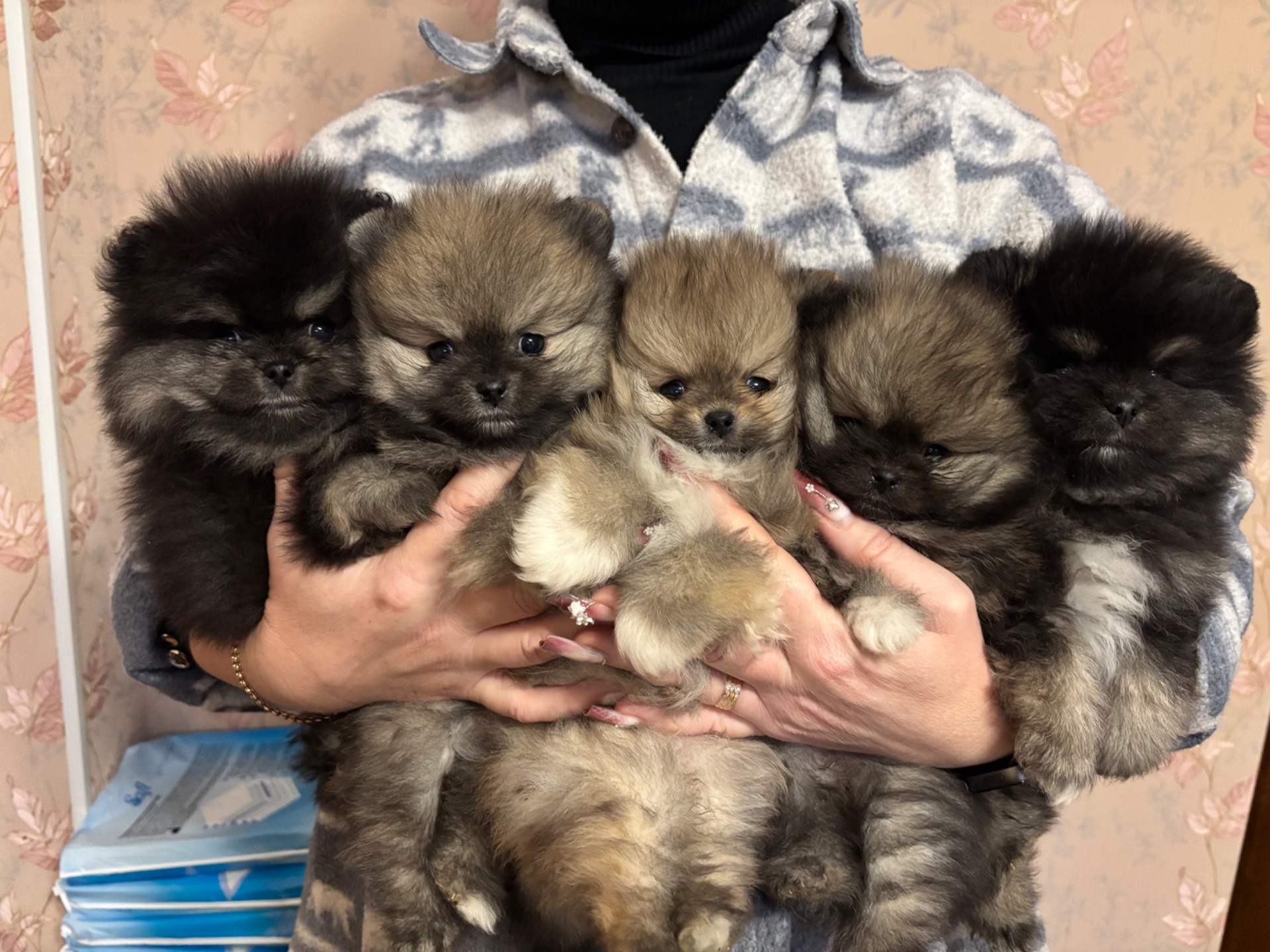 Мальчик померанский шпиц черноподпалый