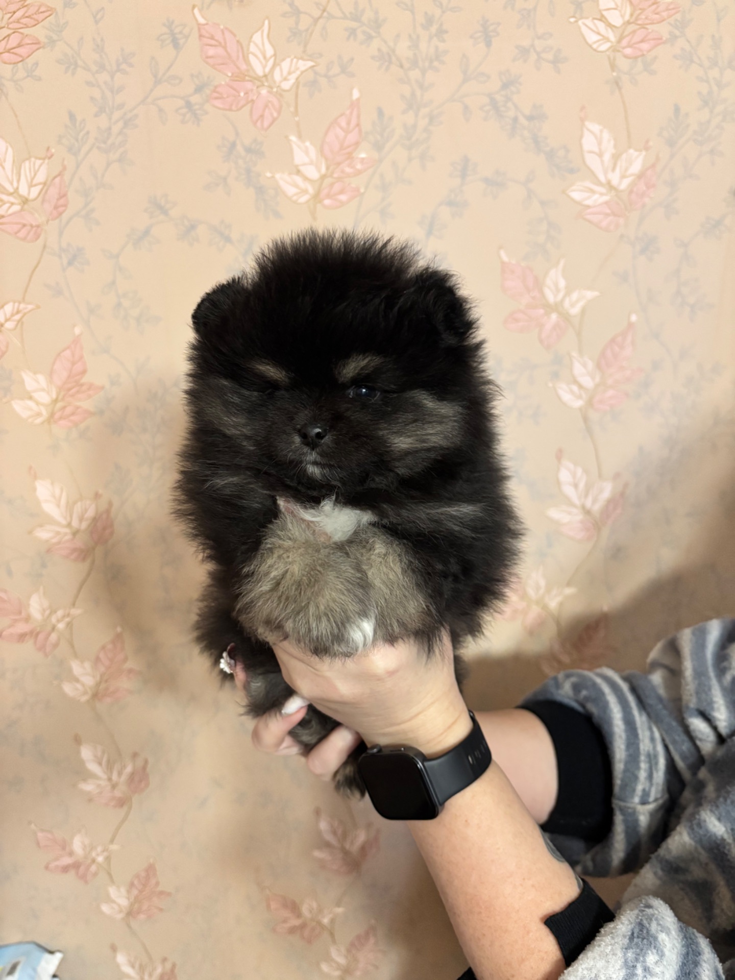 Мальчик померанский шпиц черноподпалый