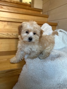 Мальчик мальтипу ф1 мини 2,5 месяца Светлого кремового окраса