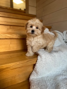 Мальчик мальтипу ф1 мини 2,5 месяца Светлого кремового окраса