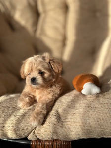 Мальтипу ф1 мини беби фейс 2 месяца Кремового окраса (слоновая кость)