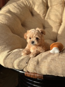 Мальтипу ф1 мини беби фейс 2 месяца Кремового окраса (слоновая кость)