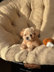 Мальтипу ф1 мини беби фейс 2 месяца Кремового окраса (слоновая кость)