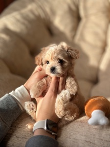 Мальтипу ф1 мини беби фейс 2 месяца Кремового окраса (слоновая кость)