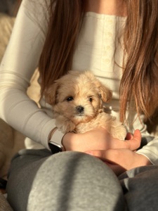 Мальтипу ф1 мини беби фейс 2 месяца Кремового окраса (слоновая кость)