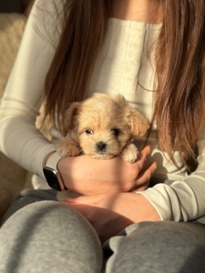 Мальтипу ф1 мини беби фейс 2 месяца Кремового окраса (слоновая кость)