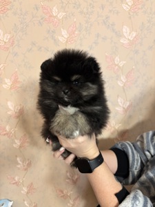 Мальчик померанский шпиц черноподпалый