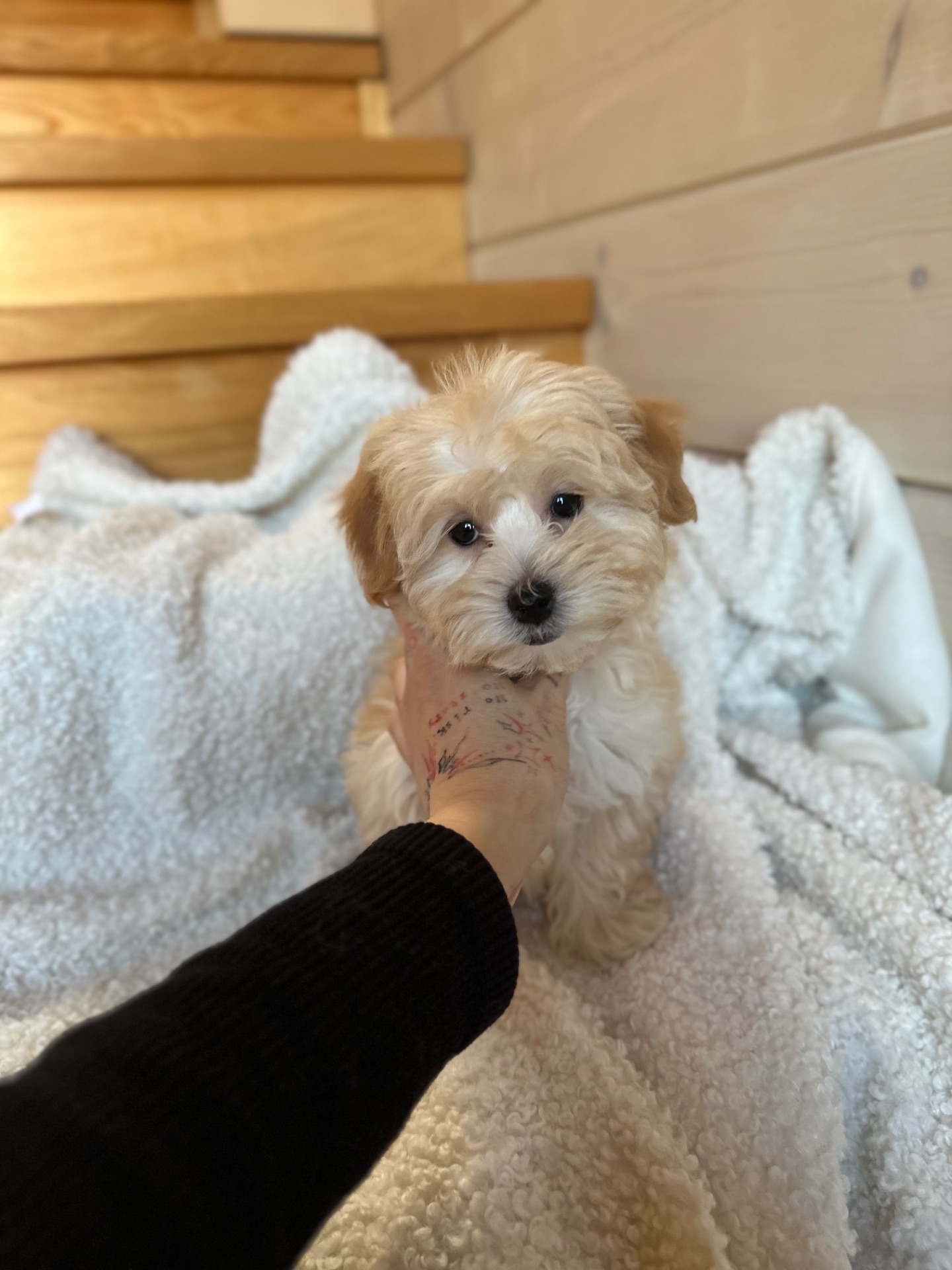 Мальчик мальтипу ф1 мини 2,5 месяца Светлого кремового окраса