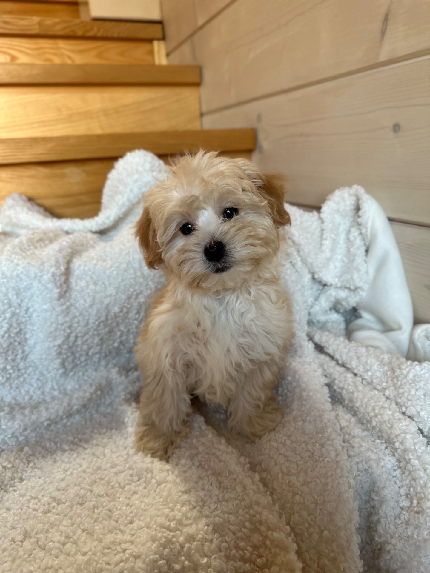 Мальчик мальтипу ф1 мини 2,5 месяца Светлого кремового окраса