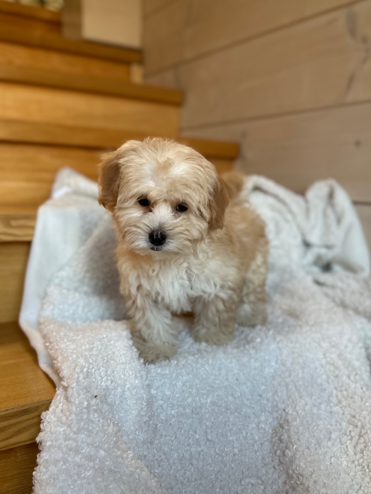 Мальчик мальтипу ф1 мини 2,5 месяца Светлого кремового окраса