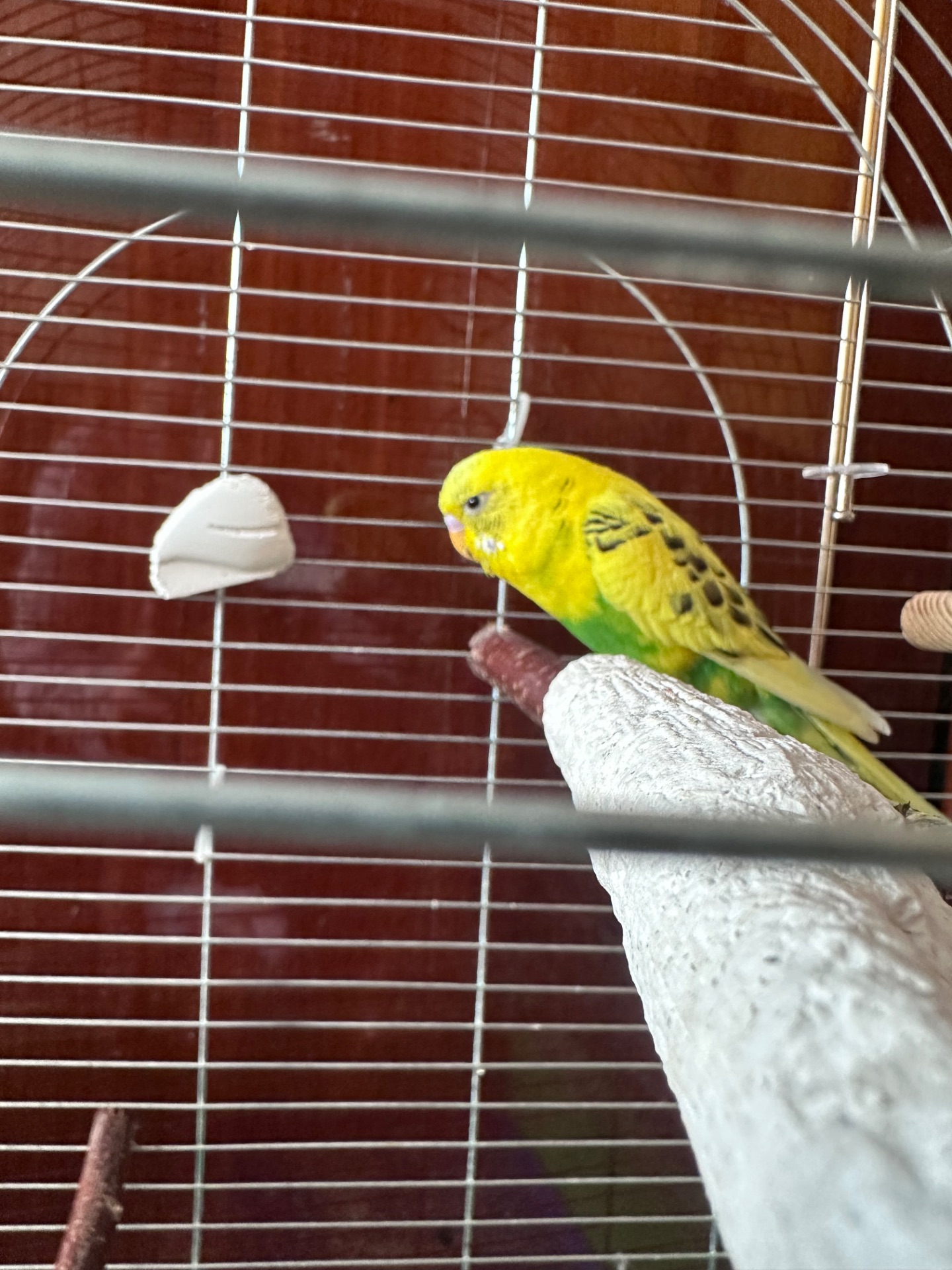 Папужка хлопчик