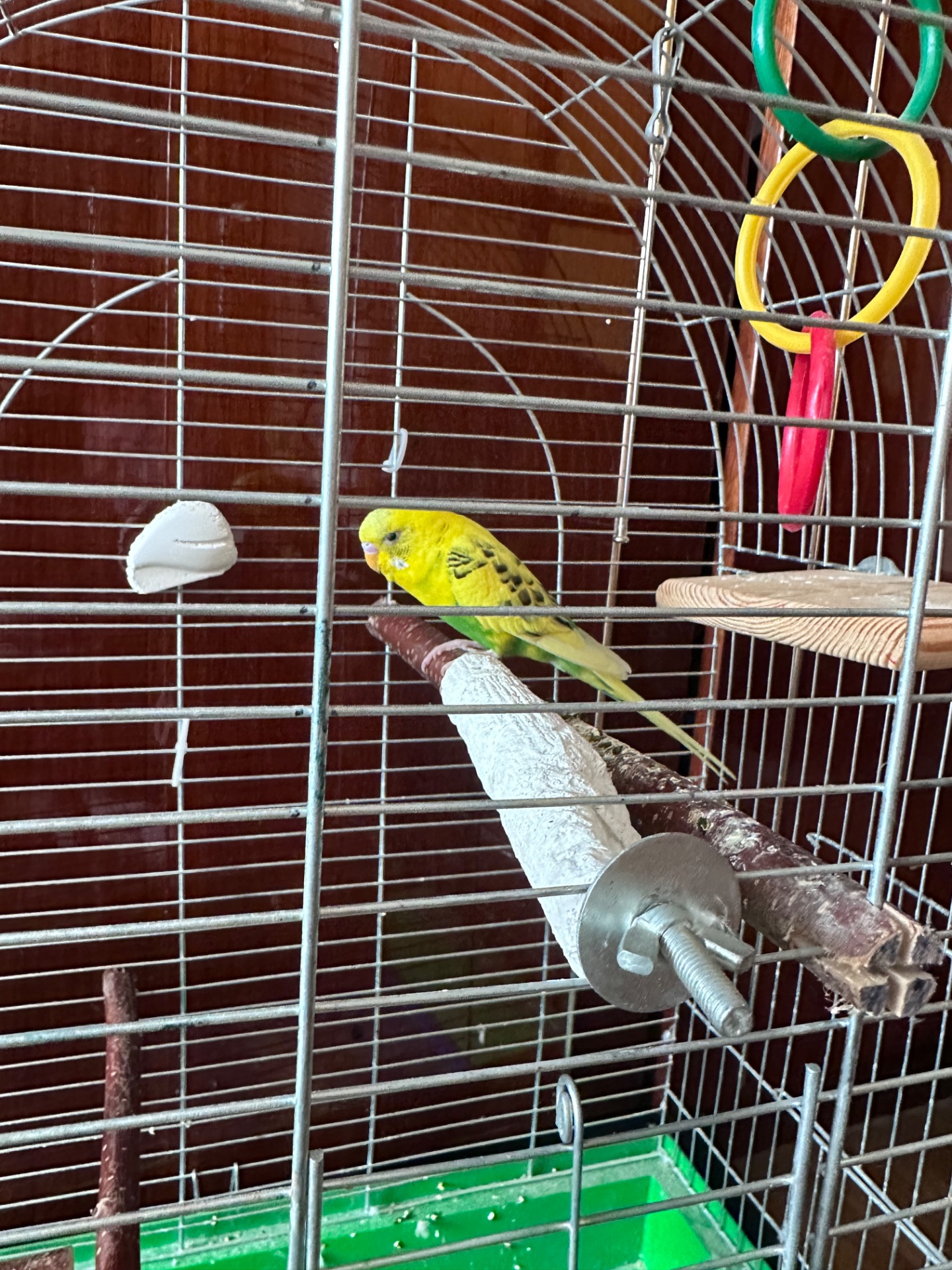 Папужка хлопчик