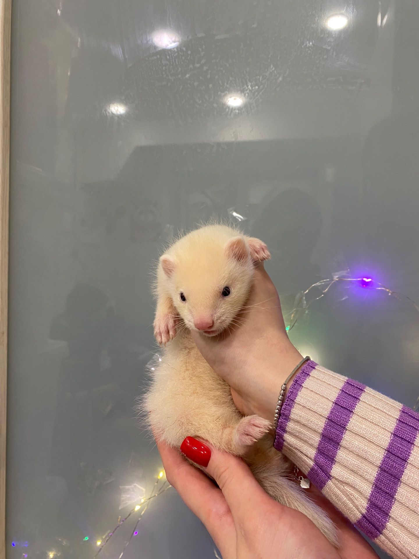 Ручний тхорик