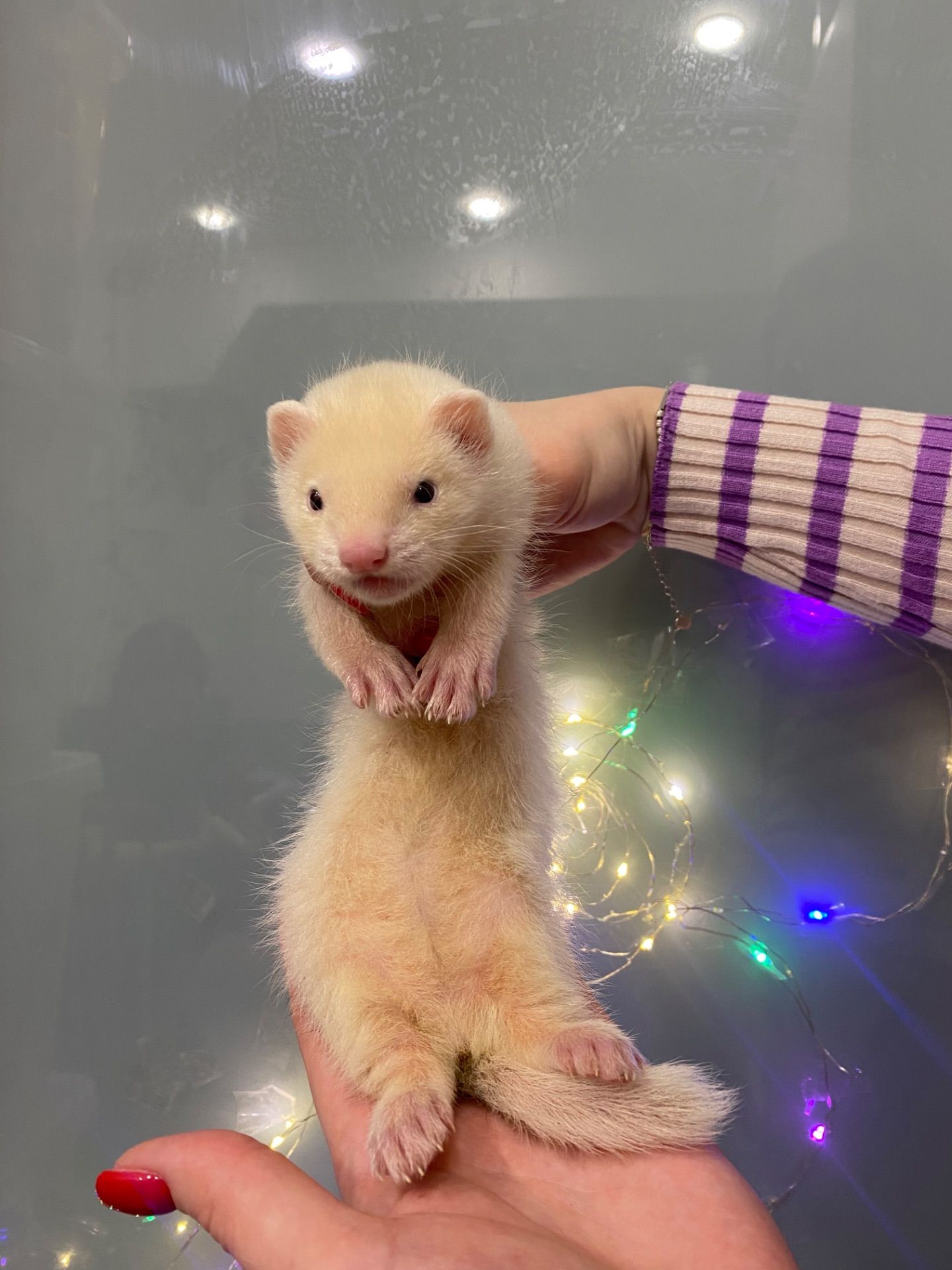 Ручний тхорик