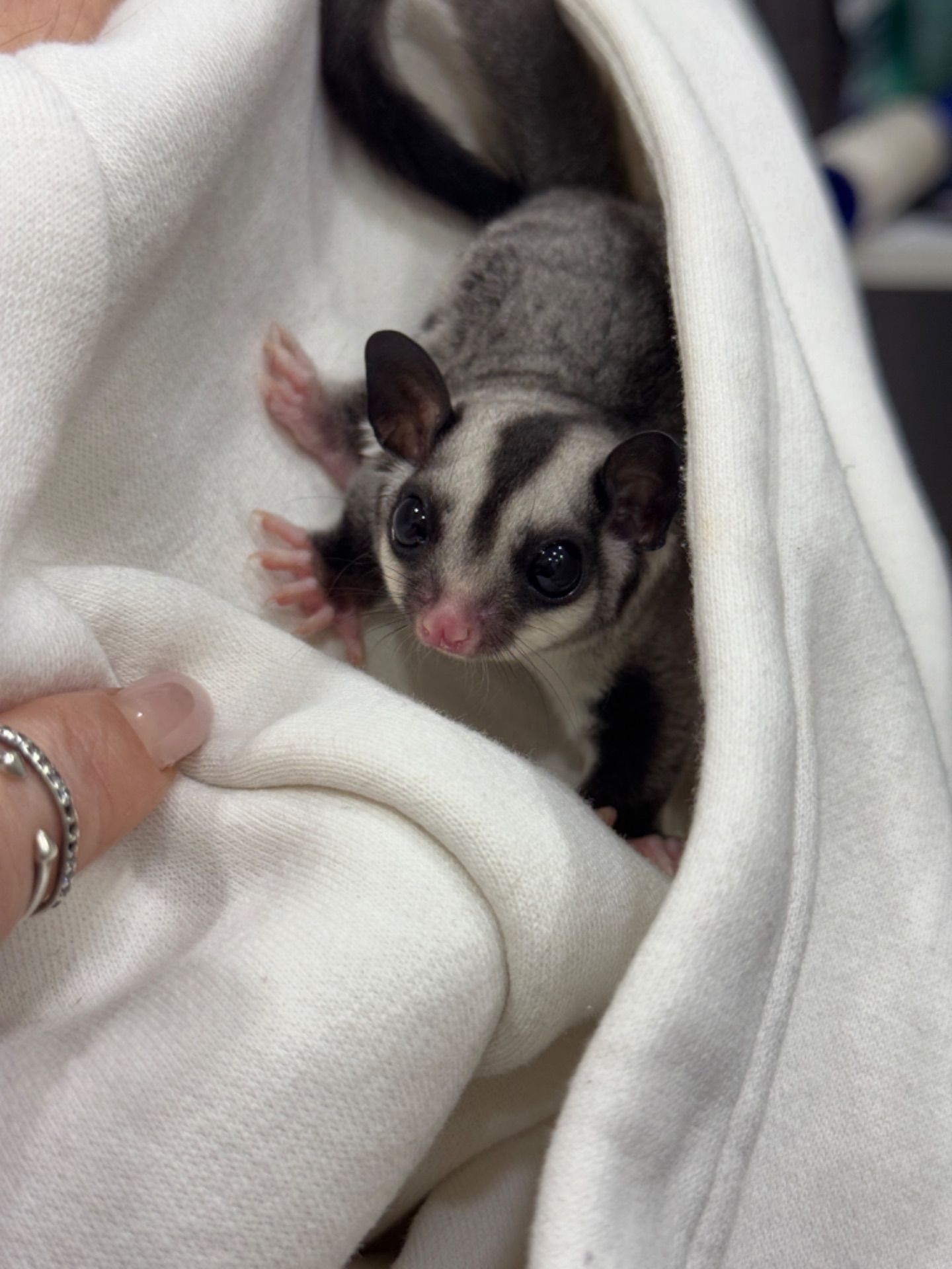 Цукровий поссум, цукрова білка