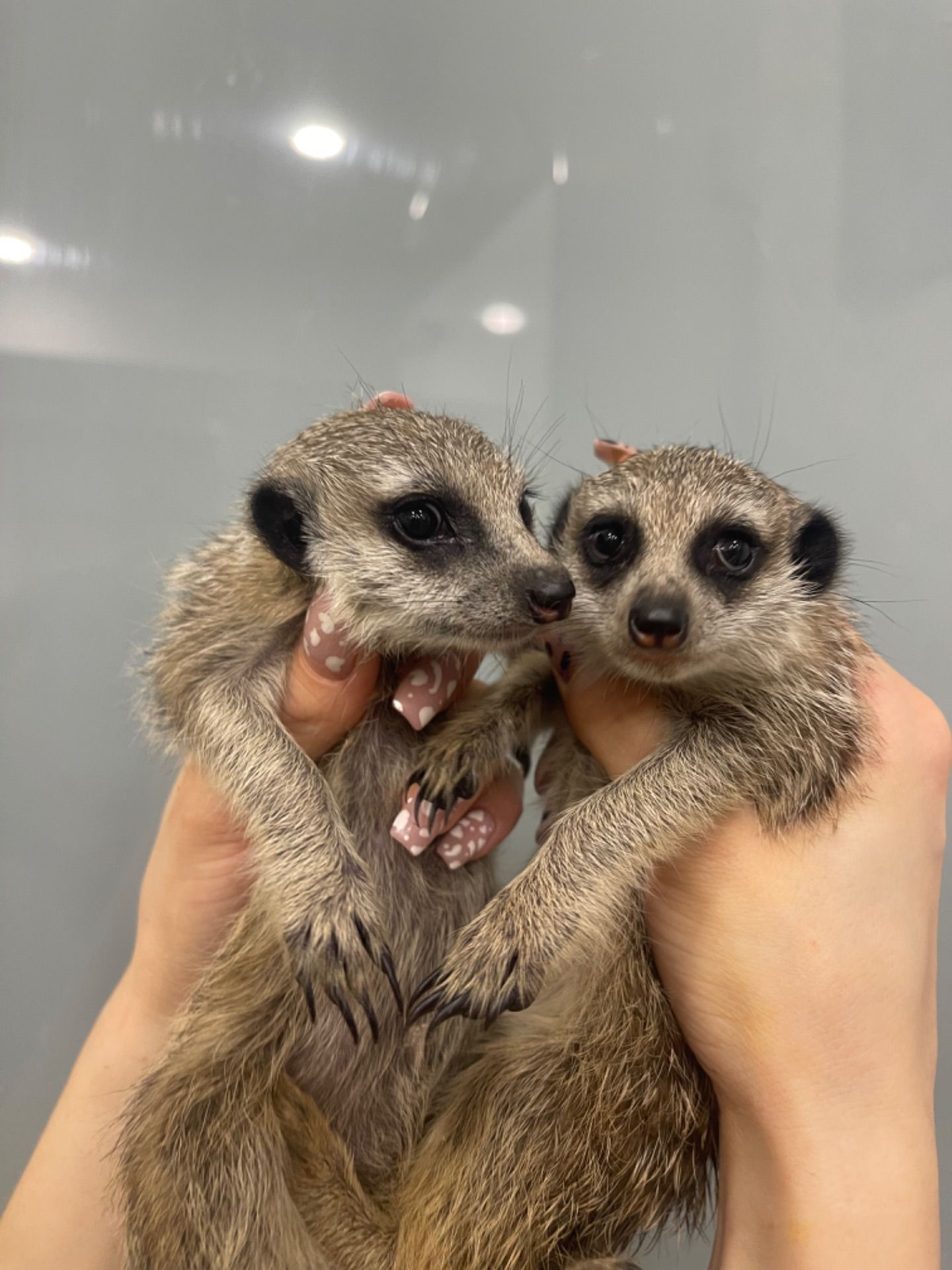 Ручні сурикати, сурикат маленький