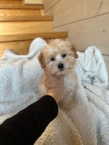 Мальчик мальтипу ф1 мини 2,5 месяца Светлого кремового окраса