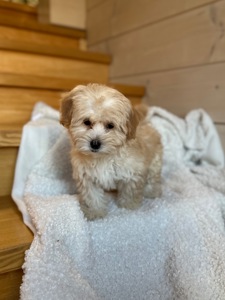 Мальчик мальтипу ф1 мини 2,5 месяца Светлого кремового окраса