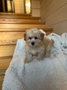 Мальчик мальтипу ф1 мини 2,5 месяца Светлого кремового окраса