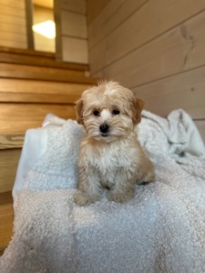 Мальчик мальтипу ф1 мини 2,5 месяца Светлого кремового окраса 1100$