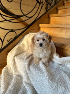 Мальчик мальтипу ф1 мини 2,5 месяца Светлого кремового окраса