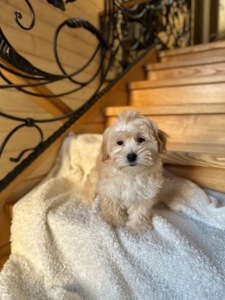 Мальчик мальтипу ф1 мини 2,5 месяца Светлого кремового окраса 1100$