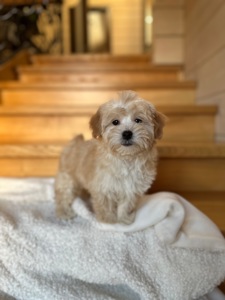 Мальчик мальтипу ф1 мини 2,5 месяца Светлого кремового окраса 1100$