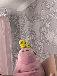 Папужка хлопчик